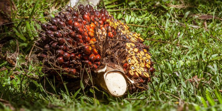 Guatemala palma aceitera bosques áreas protegidas