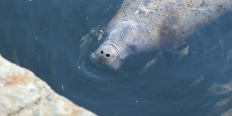 Epic 4,000-Kilometer Journey Is Farthest Ever Traveled By A West Indian Manatee