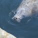 Epic 4,000-Kilometer Journey Is Farthest Ever Traveled By A West Indian Manatee