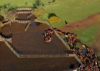 FAO regional forum on sustainable livestock starting in Punta del Este — MercoPress