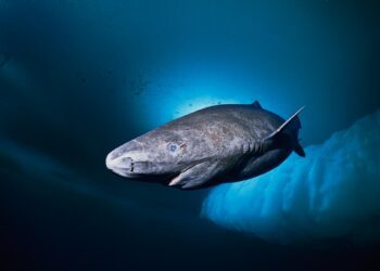 Greenland shark, facts and photos