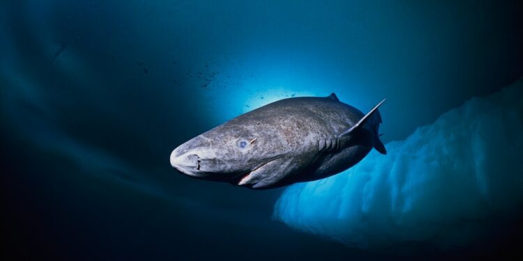 Greenland shark, facts and photos