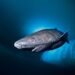Greenland shark, facts and photos