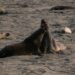 H5N1 Hits Argentina’s Elephant Seal Population