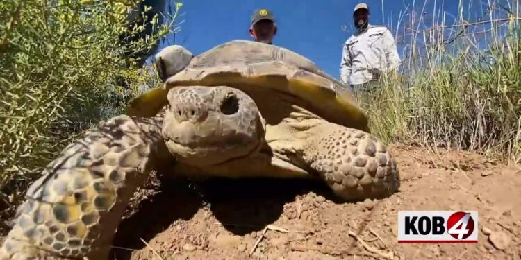 Heart of New Mexico: Tortoise comeback