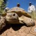 Heart of New Mexico: Tortoise comeback