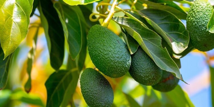 Initial Hass avocado exports to U.S. could exceed 1,000MT