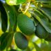 Initial Hass avocado exports to U.S. could exceed 1,000MT