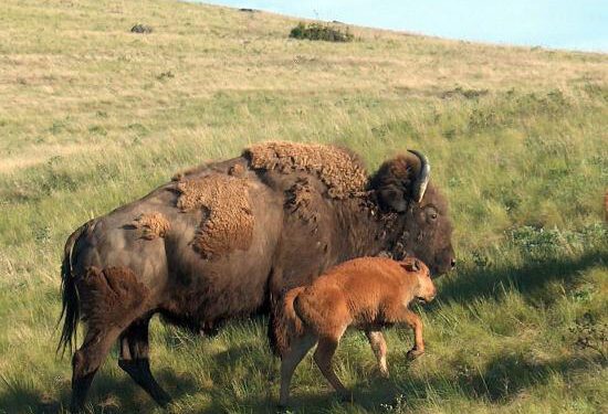 Interior Department Strengthens Conservation of American Bison Through New Agreement with Canada and Mexico