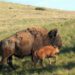 Interior Department Strengthens Conservation of American Bison Through New Agreement with Canada and Mexico