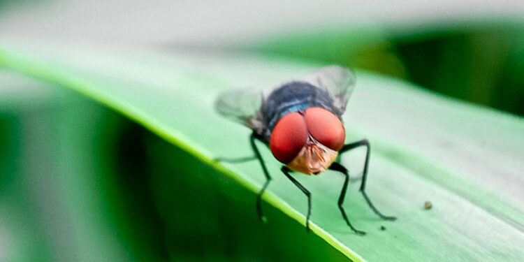 Mexico notifies US of New World screwworm (NWS) detection