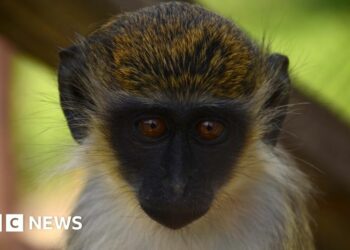 Monkey problem: St Kitts' great attraction becomes great headache