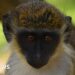 Monkey problem: St Kitts' great attraction becomes great headache