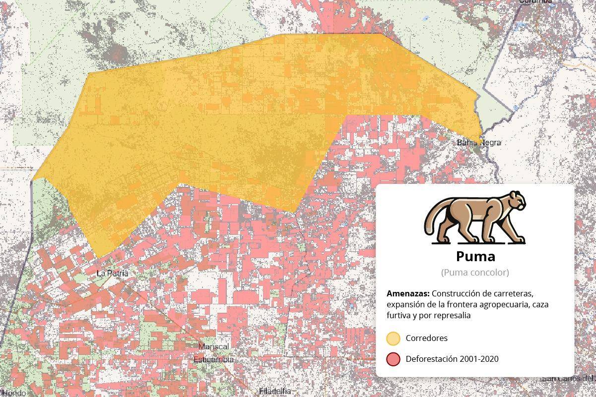 La unión de áreas protegidas en el Chaco paraguayo es un corredor importante para el puma y otras especies. Mapa: Eduardo Mota para Mongabay Latam.