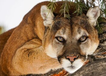 Police kill mountain lion found roaming on Colorado school's campus