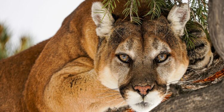 Police kill mountain lion found roaming on Colorado school's campus