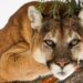 Police kill mountain lion found roaming on Colorado school's campus