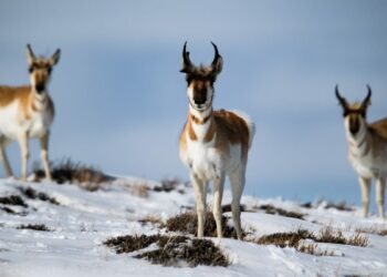 Pronghorns found dead on roads were seeking shelter from Colorado snow