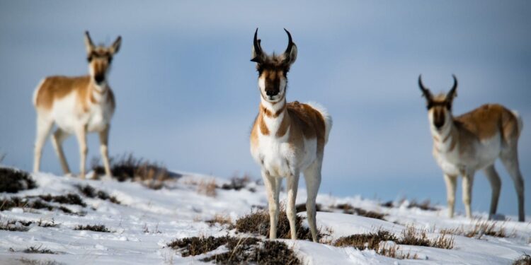 Pronghorns found dead on roads were seeking shelter from Colorado snow