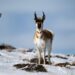 Pronghorns found dead on roads were seeking shelter from Colorado snow