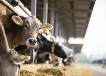 Puerto Rico beef co-op awarded $21.2m for conservation project