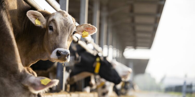 Puerto Rico beef co-op awarded $21.2m for conservation project