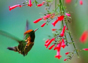 Condé Nast Traveler