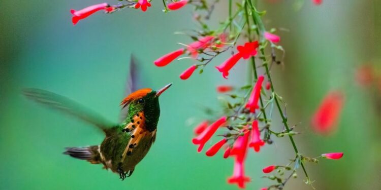 Condé Nast Traveler