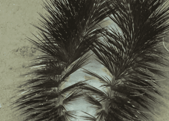 Each segment of the worm's body has a pair of fleshy protrusions, according to researchers, which are covered in hedgehog-like spikes