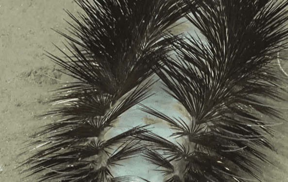 Each segment of the worm's body has a pair of fleshy protrusions, according to researchers, which are covered in hedgehog-like spikes