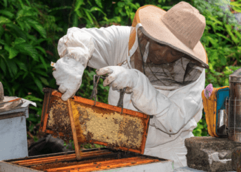 Resilient Agricultural Project Boosts Livelihoods of Vulnerable Communities in Dominica
