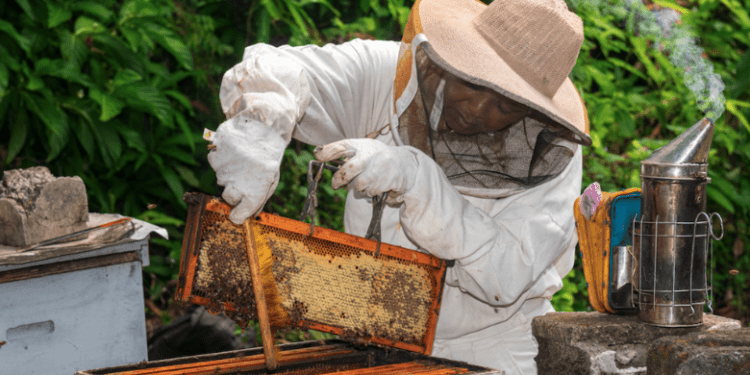 Resilient Agricultural Project Boosts Livelihoods of Vulnerable Communities in Dominica