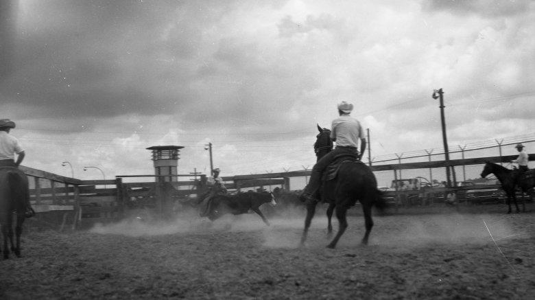 The first Angola Prison Rodeo in September 1965. (Courtesy of the Louisiana Department of Public Safety and Corrections)