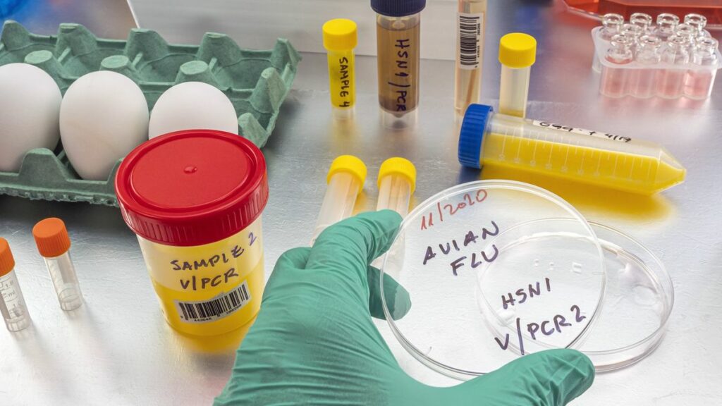 A gloved hand holds a petri dish marked &quot;Avian flu&quot; on a table with other lab equipment