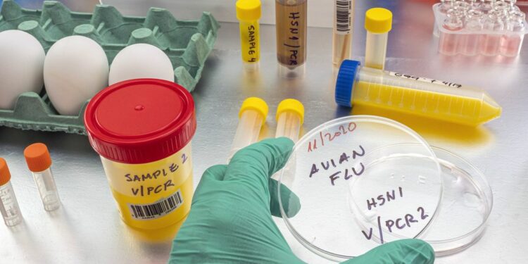 A gloved hand holds a petri dish marked &quot;Avian flu&quot; on a table with other lab equipment