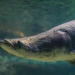 Ten Fascinating Facts About the Arapaima, the Largest Freshwater Fish in South America | Smithsonian Voices