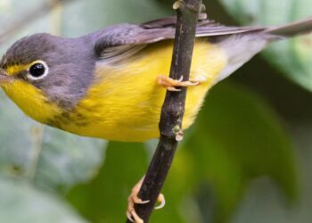 The Americas Flyways Initiative to begin implementation in January 2025