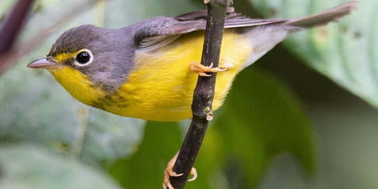 The Americas Flyways Initiative to begin implementation in January 2025