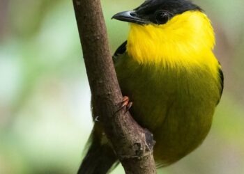 To Understand How Species Evolve, Scientists Flock to Where Charismatic Birds Intermingle | Smithsonian Voices