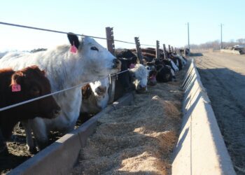 U.S. stops imports of cattle from Mexico after detection of New World screwworm - Agweek