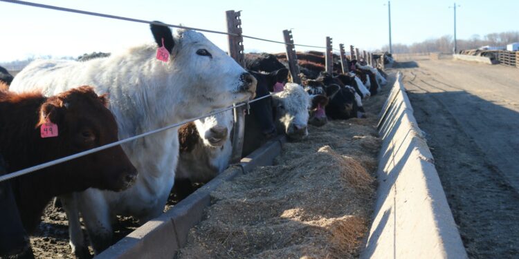 U.S. stops imports of cattle from Mexico after detection of New World screwworm - Agweek