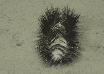Watch A Deep-Sea "Disco Worm" Sparkle Off The Coast Of Chile