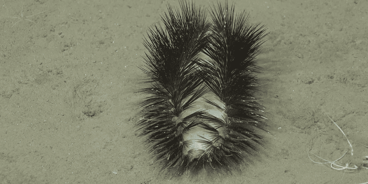 Watch A Deep-Sea "Disco Worm" Sparkle Off The Coast Of Chile