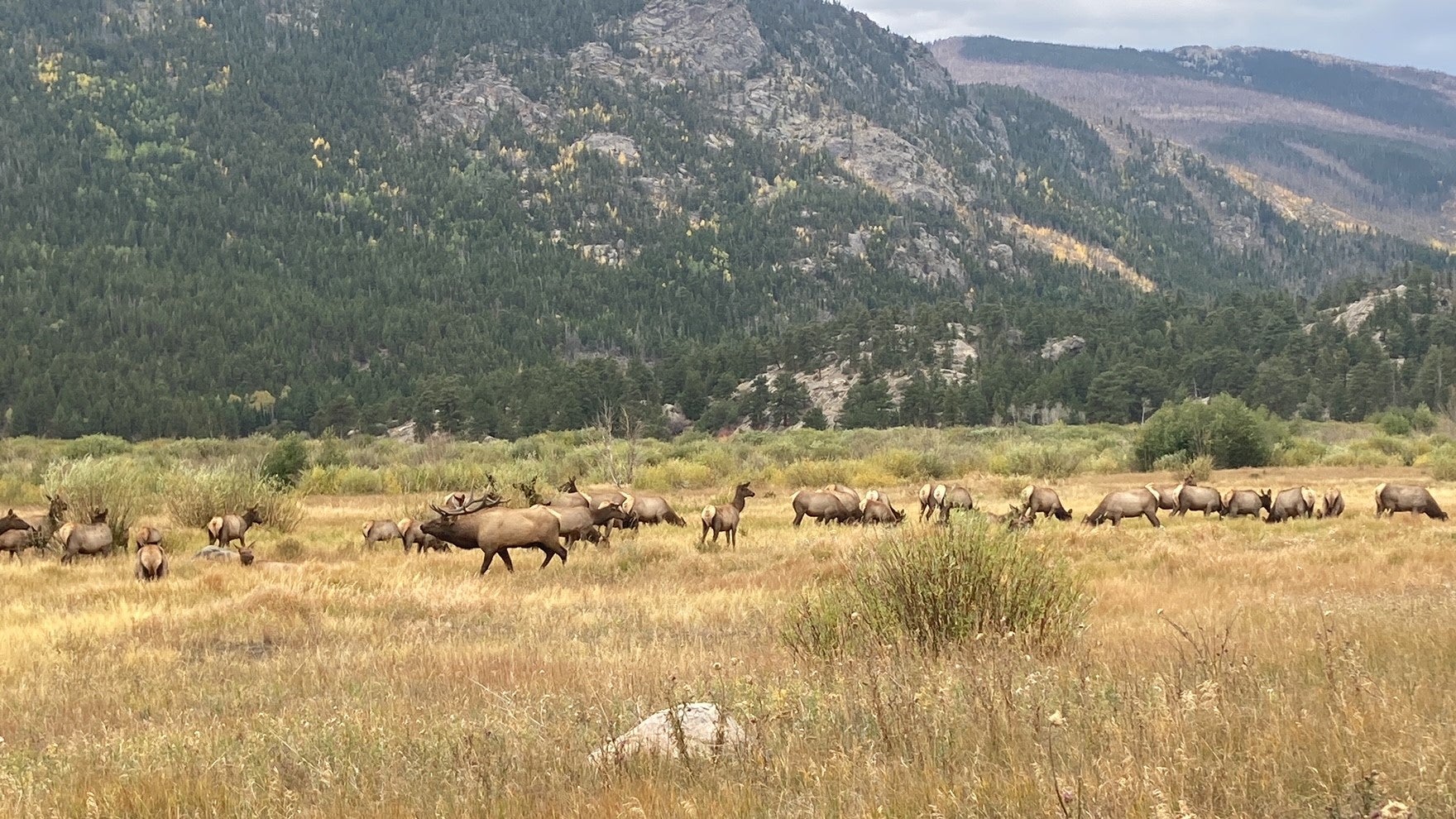 A herd of elk in Rocky Mountain National Park