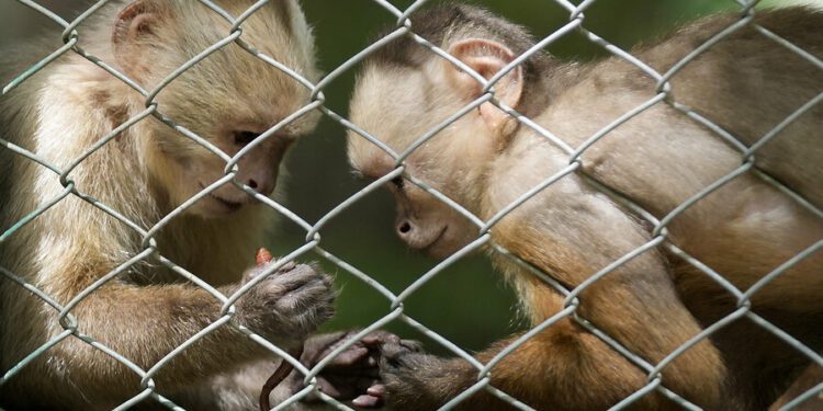 Wild animals are disappearing in Latin America. Colombia is fighting back.