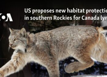 US proposes new habitat protections in southern Rockies for Canada lynx