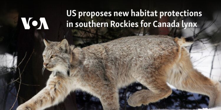 US proposes new habitat protections in southern Rockies for Canada lynx