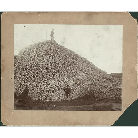 Detroit Public Library In this larger version of the image, two men from the Michigan Carbon Works refinery can be seen posing on a mountain of bison skulls (Credit: Detroit Public Library)