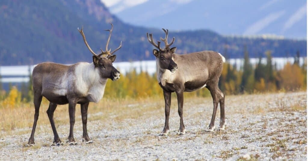 Female Reindeer Have Antlers