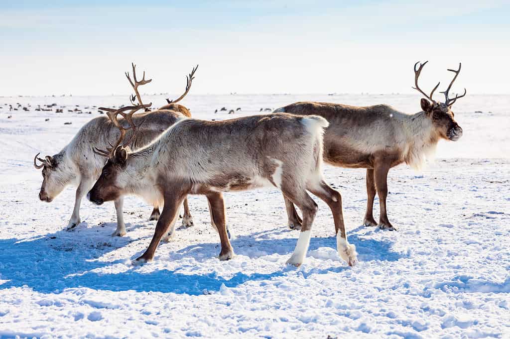 12 Animals of Christmas From Around the World - reindeer